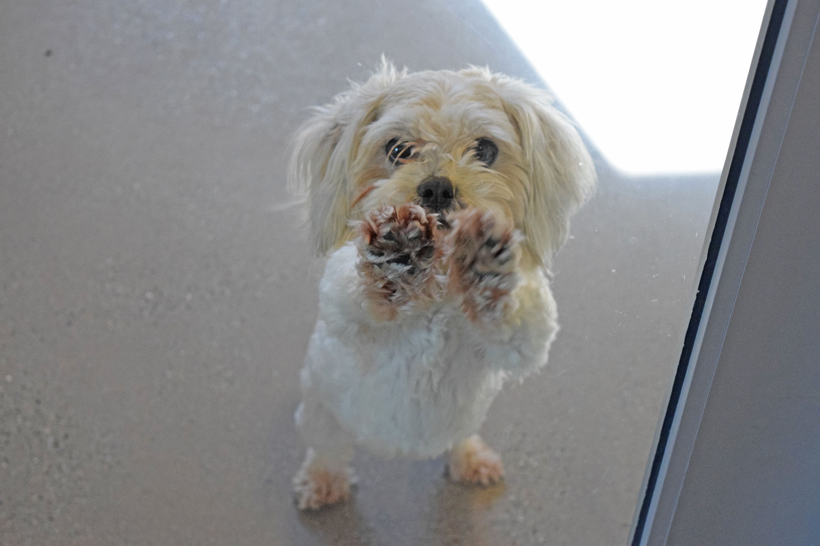 Pets in Need